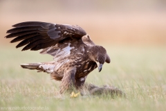 695 Seeadler - Haliaeetus albicilla