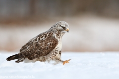 670 Raufußbussard - Buteo lagopus