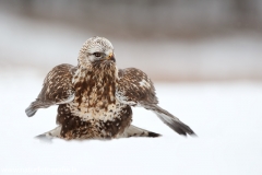 681 Raufußbussard - Buteo lagopus