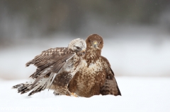 680 Raufußbussard - Buteo lagopus