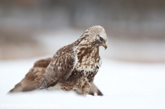 679 Raufußbussard - Buteo lagopus