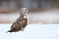 671 Raufußbussard - Buteo lagopus