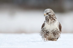 672 Raufußbussard - Buteo lagopus