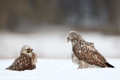 673 Raufußbussard - Buteo lagopus