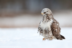 674 Raufußbussard - Buteo lagopus