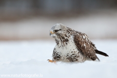 675 Raufußbussard - Buteo lagopus