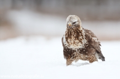 676 Raufußbussard - Buteo lagopus