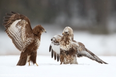 677 Raufußbussard - Buteo lagopus