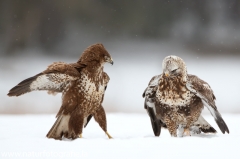 678 Raufußbussard - Buteo lagopus