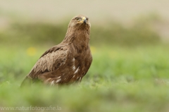 553 Schreiadler - Aquila pomarina