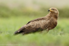 554 Schreiadler - Aquila pomarina