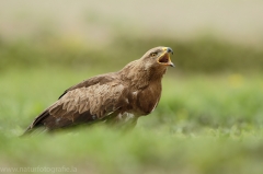 557 Schreiadler - Aquila pomarina