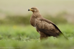 558 Schreiadler - Aquila pomarina