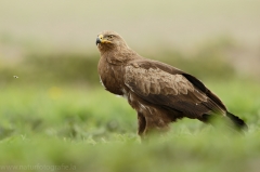 559 Schreiadler - Aquila pomarina