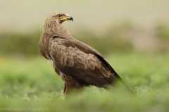 560 Schreiadler - Aquila pomarina