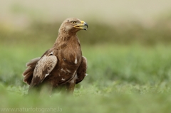 563 Schreiadler - Aquila pomarina