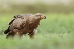 566 Schreiadler - Aquila pomarina