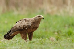 546 Schreiadler - Aquila pomarina