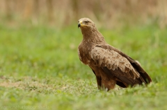 548 Schreiadler - Aquila pomarina