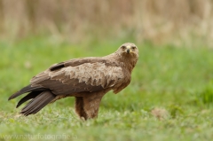 549 Schreiadler - Aquila pomarina