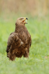 550 Schreiadler - Aquila pomarina