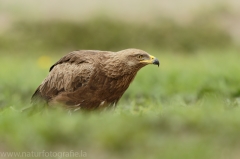 552 Schreiadler - Aquila pomarina