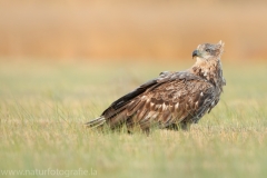 710 Seeadler - Haliaeetus albicilla