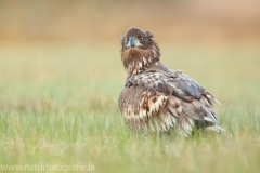 709 Seeadler - Haliaeetus albicilla