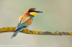 115 Bienenfresser - Merops apiaster