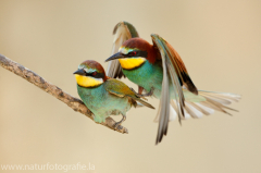 Bienenfresser, Eisvogel