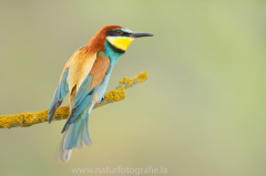 120 Bienenfresser - Merops apiaster