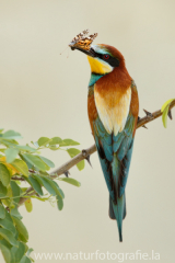 124 Bienenfresser - Merops apiaster