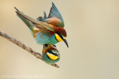 127 Bienenfresser - Merops apiaster