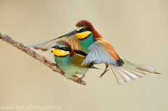 128 Bienenfresser - Merops apiaster