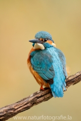 111 Eisvogel -  Alcedo atthis ♂