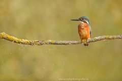 96 Eisvogel -  Alcedo atthis ♂