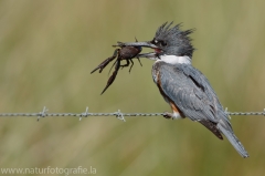 87 Gürtelfischer - Ceryle alcyon