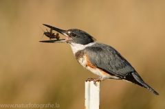 88 Gürtelfischer - Ceryle alcyon