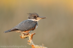 90 Gürtelfischer - Ceryle alcyon