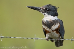 92 Gürtelfischer - Ceryle alcyon