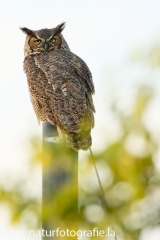 140 Virginia-Uhu - Bubo virginianus