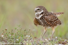 75 Kaninchenkauz - Athene cunicularia