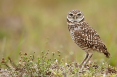 61 Kaninchenkauz - Athene cunicularia