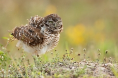 63 Kaninchenkauz - Athene cunicularia