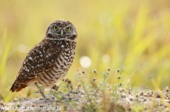 64 Kaninchenkauz - Athene cunicularia