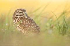 66 Kaninchenkauz - Athene cunicularia