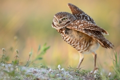 68 Kaninchenkauz - Athene cunicularia