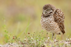 73 Kaninchenkauz - Athene cunicularia