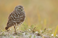 52 Kaninchenkauz - Athene cunicularia