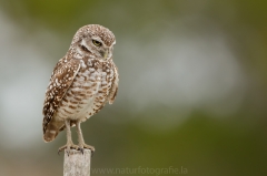 54 Kaninchenkauz - Athene cunicularia